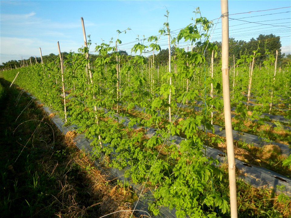 Momordica charantia plantations in Diliman II, San Rafael, Bulacan Flood control and River walls-Slope Protection (Diliman II, San Rafael, Bulacan) Grasslands, paddy and vegetable fields in Diliman I 