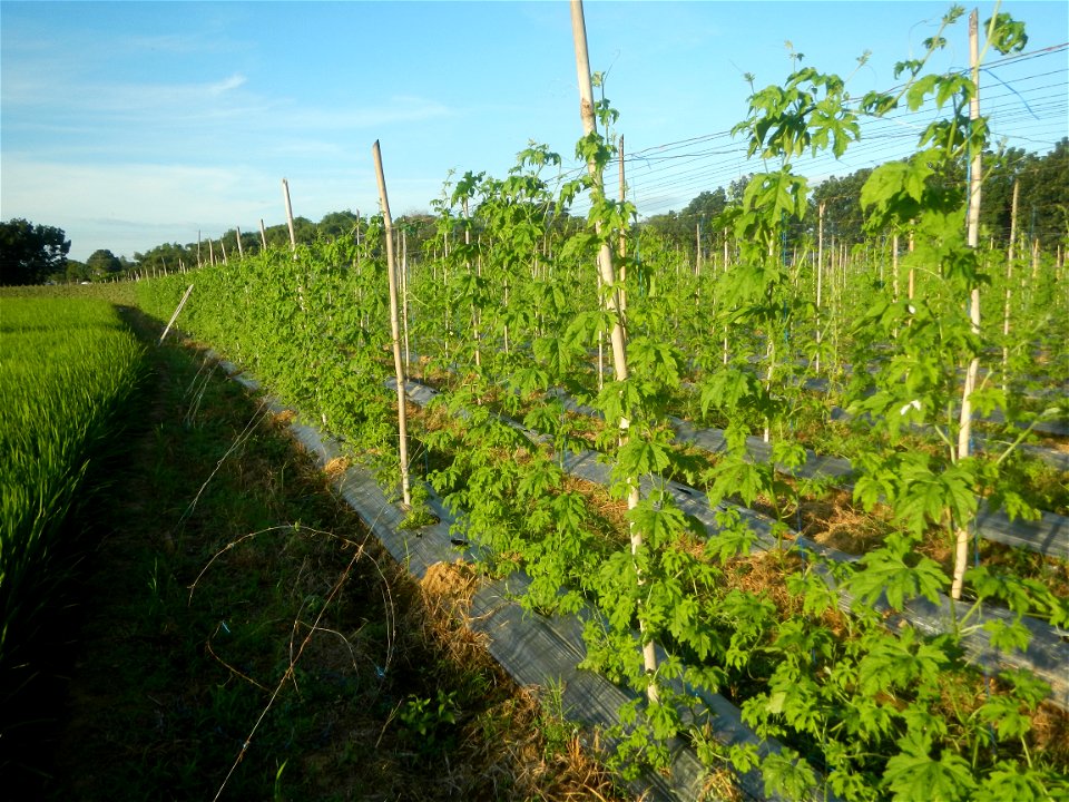 Momordica charantia plantations in Diliman II, San Rafael, Bulacan Flood control and River walls-Slope Protection (Diliman II, San Rafael, Bulacan) Grasslands, paddy and vegetable fields in Diliman I 