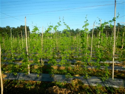 Momordica charantia plantations in Diliman II, San Rafael, Bulacan Flood control and River walls-Slope Protection (Diliman II, San Rafael, Bulacan) Grasslands, paddy and vegetable fields in Diliman I 