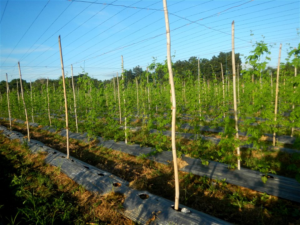 Momordica charantia plantations in Diliman II, San Rafael, Bulacan Flood control and River walls-Slope Protection (Diliman II, San Rafael, Bulacan) Grasslands, paddy and vegetable fields in Diliman I 