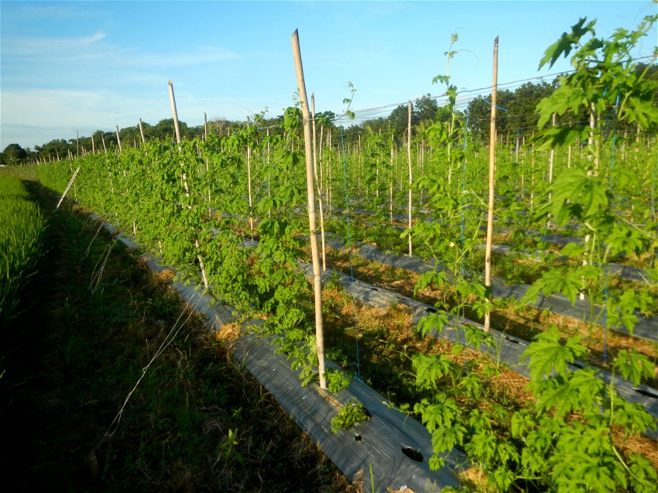 Momordica charantia plantations in Diliman II, San Rafael, Bulacan Flood control and River walls-Slope Protection (Diliman II, San Rafael, Bulacan) Grasslands, paddy and vegetable fields in Diliman I 