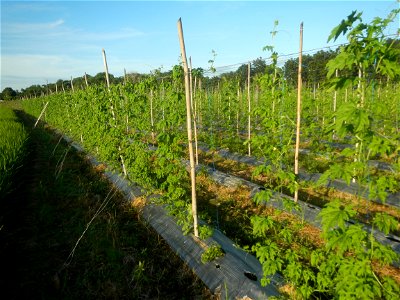 Momordica charantia plantations in Diliman II, San Rafael, Bulacan Flood control and River walls-Slope Protection (Diliman II, San Rafael, Bulacan) Grasslands, paddy and vegetable fields in Diliman I 