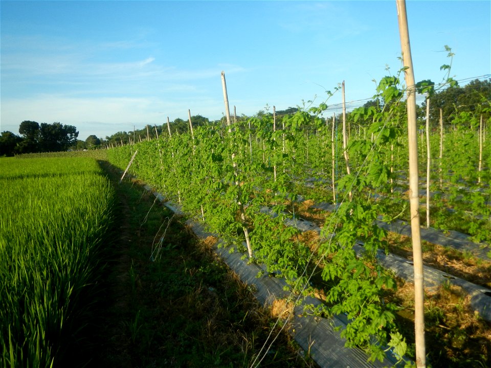 Momordica charantia plantations in Diliman II, San Rafael, Bulacan Flood control and River walls-Slope Protection (Diliman II, San Rafael, Bulacan) Grasslands, paddy and vegetable fields in Diliman I 