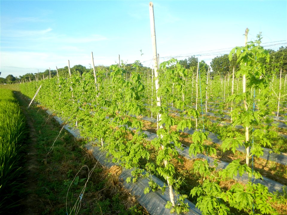 Momordica charantia plantations in Diliman II, San Rafael, Bulacan Flood control and River walls-Slope Protection (Diliman II, San Rafael, Bulacan) Grasslands, paddy and vegetable fields in Diliman I 