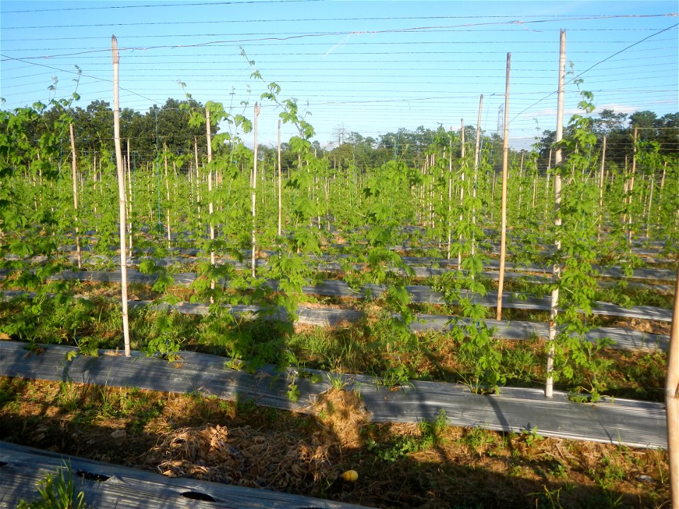 Momordica charantia plantations in Diliman II, San Rafael, Bulacan Flood control and River walls-Slope Protection (Diliman II, San Rafael, Bulacan) Grasslands, paddy and vegetable fields in Diliman I 