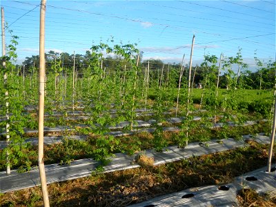 Momordica charantia plantations in Diliman II, San Rafael, Bulacan Flood control and River walls-Slope Protection (Diliman II, San Rafael, Bulacan) Grasslands, paddy and vegetable fields in Diliman I 