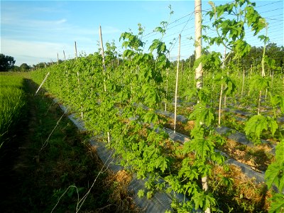 Momordica charantia plantations in Diliman II, San Rafael, Bulacan Flood control and River walls-Slope Protection (Diliman II, San Rafael, Bulacan) Grasslands, paddy and vegetable fields in Diliman I 