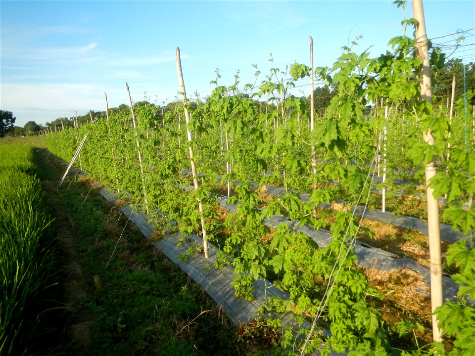 Momordica charantia plantations in Diliman II, San Rafael, Bulacan Flood control and River walls-Slope Protection (Diliman II, San Rafael, Bulacan) Grasslands, paddy and vegetable fields in Diliman I 