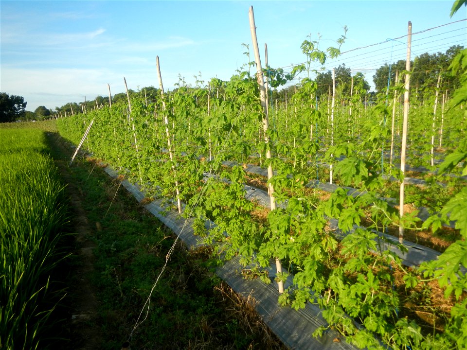 Momordica charantia plantations in Diliman II, San Rafael, Bulacan Flood control and River walls-Slope Protection (Diliman II, San Rafael, Bulacan) Grasslands, paddy and vegetable fields in Diliman I 