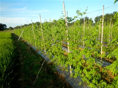 Momordica charantia plantations in Diliman II, San Rafael, Bulacan Flood control and River walls-Slope Protection (Diliman II, San Rafael, Bulacan) Grasslands, paddy and vegetable fields in Diliman I 
