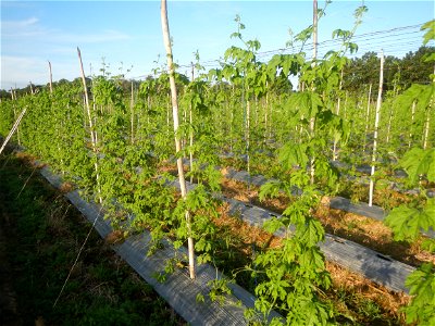 Momordica charantia plantations in Diliman II, San Rafael, Bulacan Flood control and River walls-Slope Protection (Diliman II, San Rafael, Bulacan) Grasslands, paddy and vegetable fields in Diliman I 