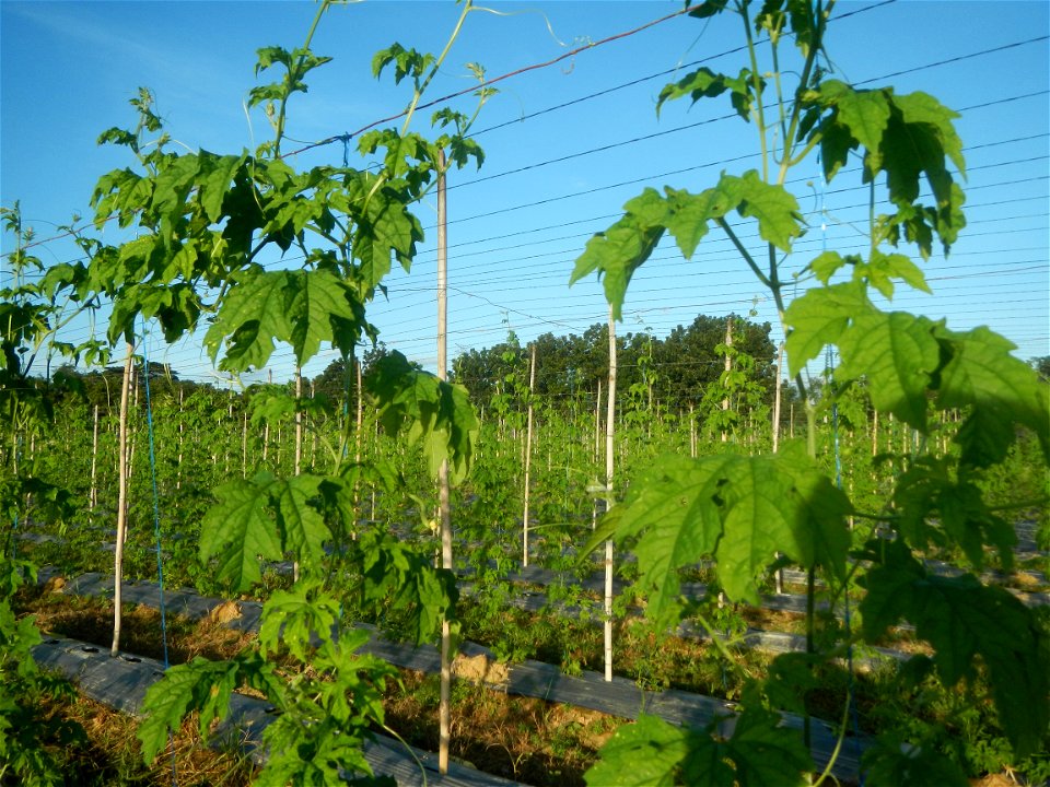 Momordica charantia plantations in Diliman II, San Rafael, Bulacan Flood control and River walls-Slope Protection (Diliman II, San Rafael, Bulacan) Grasslands, paddy and vegetable fields in Diliman I 