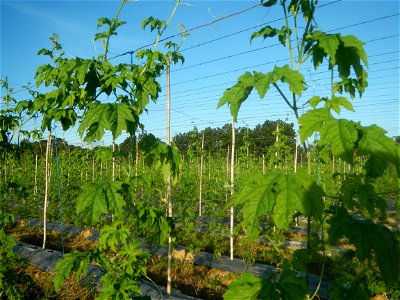 Momordica charantia plantations in Diliman II, San Rafael, Bulacan Flood control and River walls-Slope Protection (Diliman II, San Rafael, Bulacan) Grasslands, paddy and vegetable fields in Diliman I 