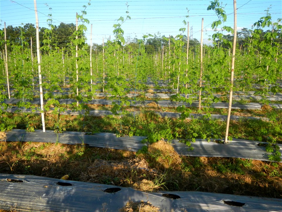Momordica charantia plantations in Diliman II, San Rafael, Bulacan Flood control and River walls-Slope Protection (Diliman II, San Rafael, Bulacan) Grasslands, paddy and vegetable fields in Diliman I 
