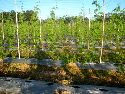 Momordica charantia plantations in Diliman II, San Rafael, Bulacan Flood control and River walls-Slope Protection (Diliman II, San Rafael, Bulacan) Grasslands, paddy and vegetable fields in Diliman I 