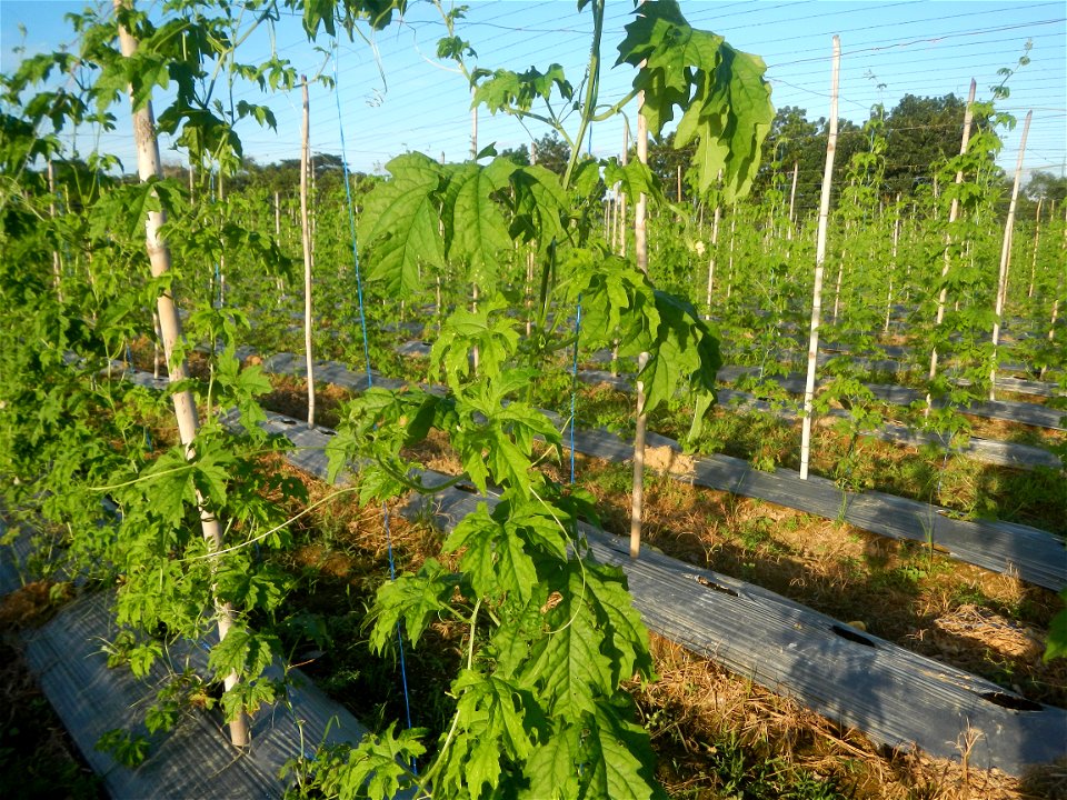 Momordica charantia plantations in Diliman II, San Rafael, Bulacan Flood control and River walls-Slope Protection (Diliman II, San Rafael, Bulacan) Grasslands, paddy and vegetable fields in Diliman I 