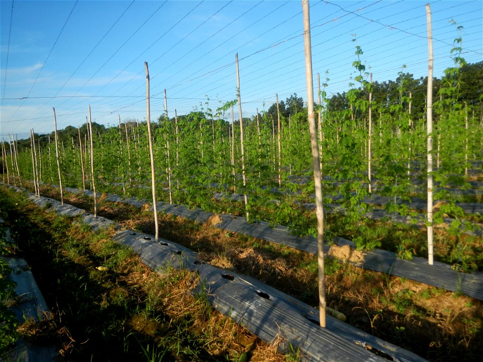Momordica charantia plantations in Diliman II, San Rafael, Bulacan Flood control and River walls-Slope Protection (Diliman II, San Rafael, Bulacan) Grasslands, paddy and vegetable fields in Diliman I 