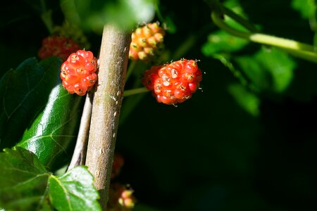 Healthy berries close up