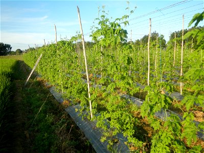 Momordica charantia plantations in Diliman II, San Rafael, Bulacan Flood control and River walls-Slope Protection (Diliman II, San Rafael, Bulacan) Grasslands, paddy and vegetable fields in Diliman I 