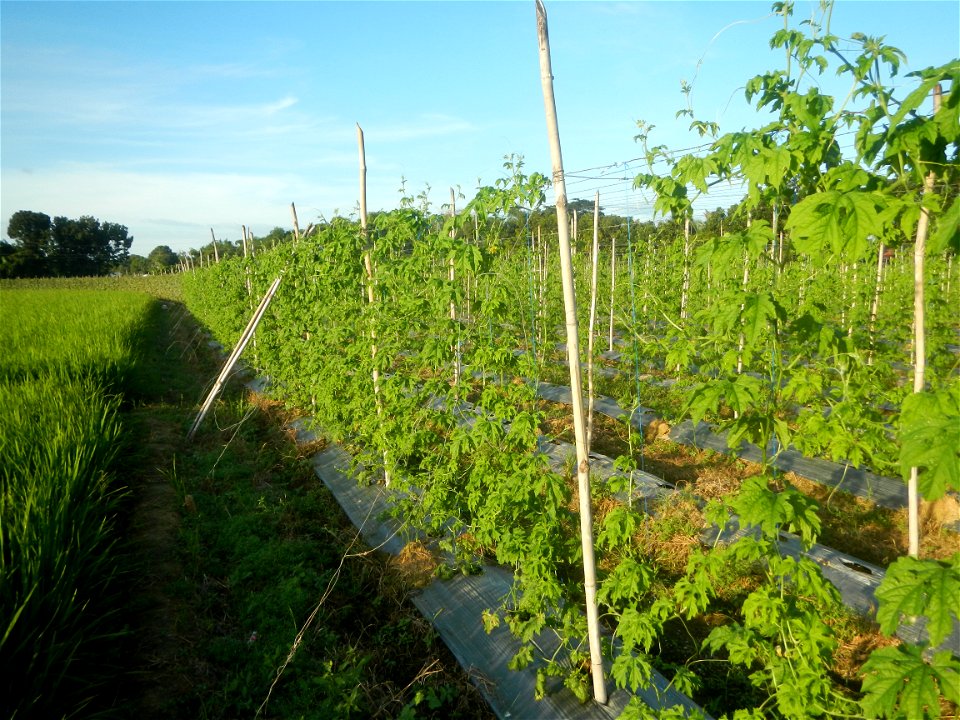Momordica charantia plantations in Diliman II, San Rafael, Bulacan Flood control and River walls-Slope Protection (Diliman II, San Rafael, Bulacan) Grasslands, paddy and vegetable fields in Diliman I 