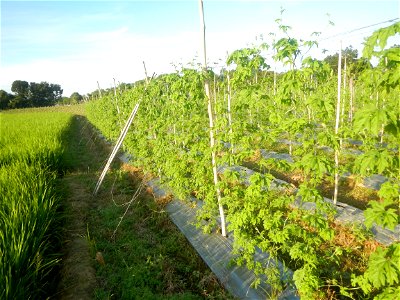 Momordica charantia plantations in Diliman II, San Rafael, Bulacan Flood control and River walls-Slope Protection (Diliman II, San Rafael, Bulacan) Grasslands, paddy and vegetable fields in Diliman I 