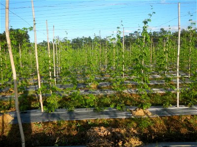 Momordica charantia plantations in Diliman II, San Rafael, Bulacan Flood control and River walls-Slope Protection (Diliman II, San Rafael, Bulacan) Grasslands, paddy and vegetable fields in Diliman I 