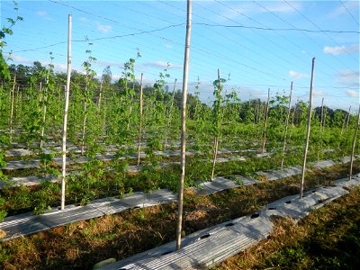 Momordica charantia plantations in Diliman II, San Rafael, Bulacan Flood control and River walls-Slope Protection (Diliman II, San Rafael, Bulacan) Grasslands, paddy and vegetable fields in Diliman I 