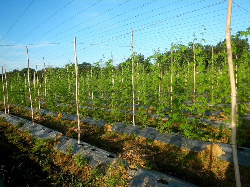 Momordica charantia plantations in Diliman II, San Rafael, Bulacan Flood control and River walls-Slope Protection (Diliman II, San Rafael, Bulacan) Grasslands, paddy and vegetable fields in Diliman I 