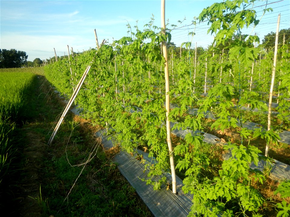 Momordica charantia plantations in Diliman II, San Rafael, Bulacan Flood control and River walls-Slope Protection (Diliman II, San Rafael, Bulacan) Grasslands, paddy and vegetable fields in Diliman I 