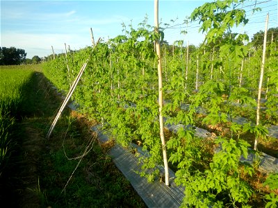 Momordica charantia plantations in Diliman II, San Rafael, Bulacan Flood control and River walls-Slope Protection (Diliman II, San Rafael, Bulacan) Grasslands, paddy and vegetable fields in Diliman I 