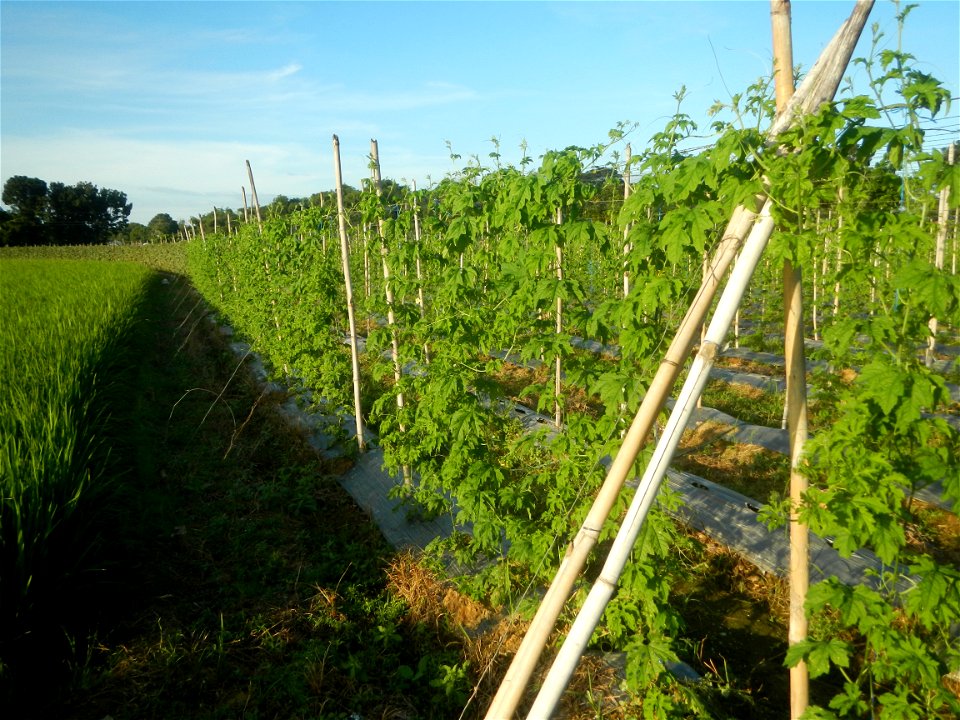 Momordica charantia plantations in Diliman II, San Rafael, Bulacan Flood control and River walls-Slope Protection (Diliman II, San Rafael, Bulacan) Grasslands, paddy and vegetable fields in Diliman I 