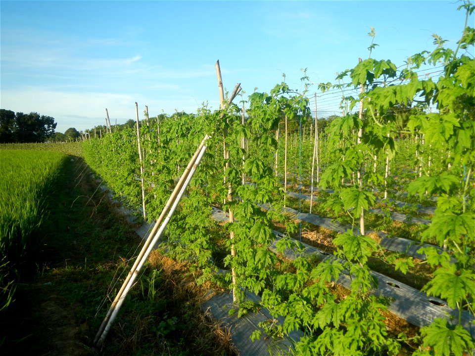Momordica charantia plantations in Diliman II, San Rafael, Bulacan Flood control and River walls-Slope Protection (Diliman II, San Rafael, Bulacan) Grasslands, paddy and vegetable fields in Diliman I 