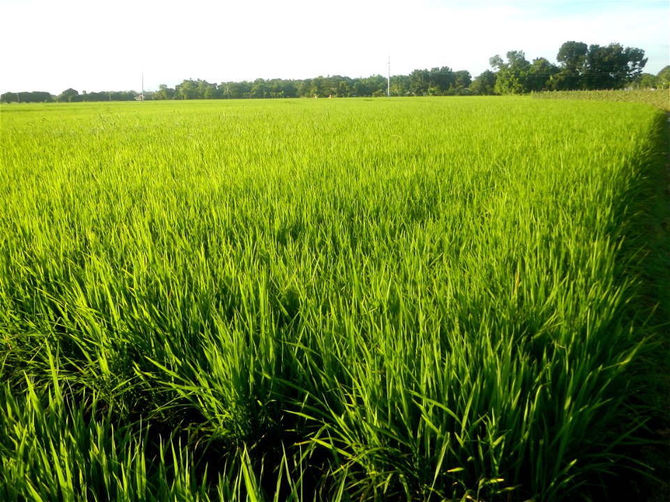 Momordica charantia plantations in Diliman II, San Rafael, Bulacan Flood control and River walls-Slope Protection (Diliman II, San Rafael, Bulacan) Grasslands, paddy and vegetable fields in Diliman I 