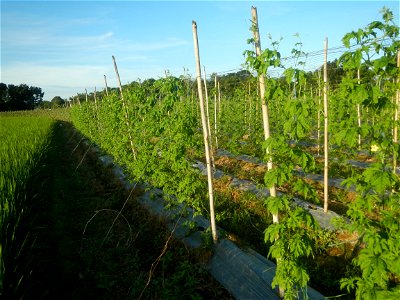 Momordica charantia plantations in Diliman II, San Rafael, Bulacan Flood control and River walls-Slope Protection (Diliman II, San Rafael, Bulacan) Grasslands, paddy and vegetable fields in Diliman I 