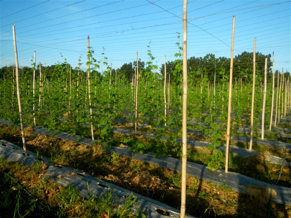 Momordica charantia plantations in Diliman II, San Rafael, Bulacan Flood control and River walls-Slope Protection (Diliman II, San Rafael, Bulacan) Grasslands, paddy and vegetable fields in Diliman I 