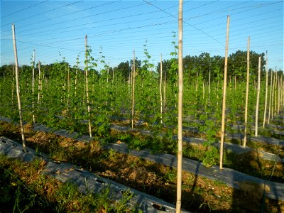 Momordica charantia plantations in Diliman II, San Rafael, Bulacan Flood control and River walls-Slope Protection (Diliman II, San Rafael, Bulacan) Grasslands, paddy and vegetable fields in Diliman I 