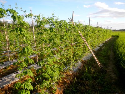 Momordica charantia plantations in Diliman II, San Rafael, Bulacan Flood control and River walls-Slope Protection (Diliman II, San Rafael, Bulacan) Grasslands, paddy and vegetable fields in Diliman I 