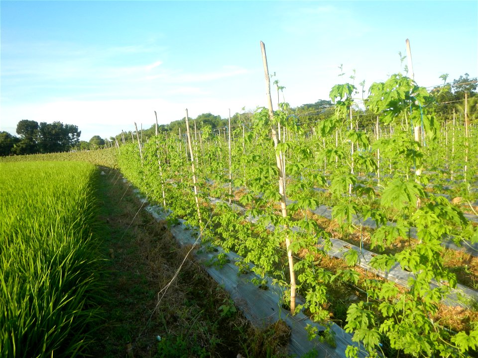 Momordica charantia plantations in Diliman II, San Rafael, Bulacan Flood control and River walls-Slope Protection (Diliman II, San Rafael, Bulacan) Grasslands, paddy and vegetable fields in Diliman I 
