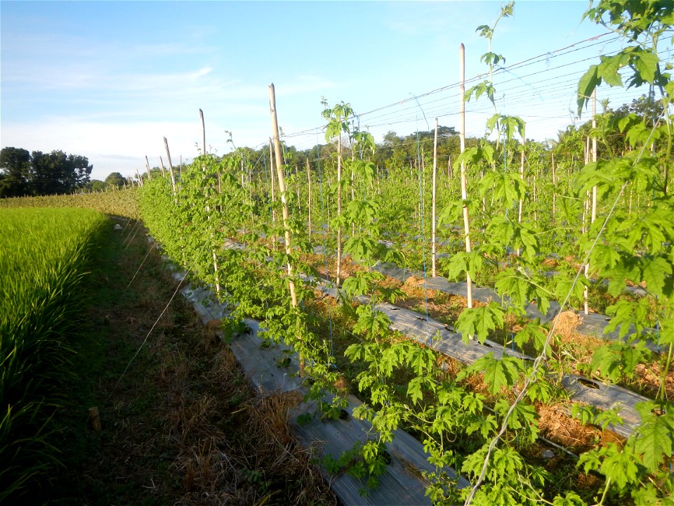 Momordica charantia plantations in Diliman II, San Rafael, Bulacan Flood control and River walls-Slope Protection (Diliman II, San Rafael, Bulacan) Grasslands, paddy and vegetable fields in Diliman I 
