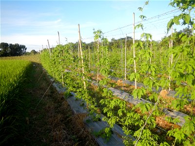 Momordica charantia plantations in Diliman II, San Rafael, Bulacan Flood control and River walls-Slope Protection (Diliman II, San Rafael, Bulacan) Grasslands, paddy and vegetable fields in Diliman I 