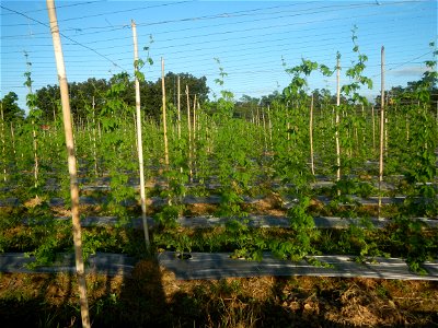 Momordica charantia plantations in Diliman II, San Rafael, Bulacan Flood control and River walls-Slope Protection (Diliman II, San Rafael, Bulacan) Grasslands, paddy and vegetable fields in Diliman I 