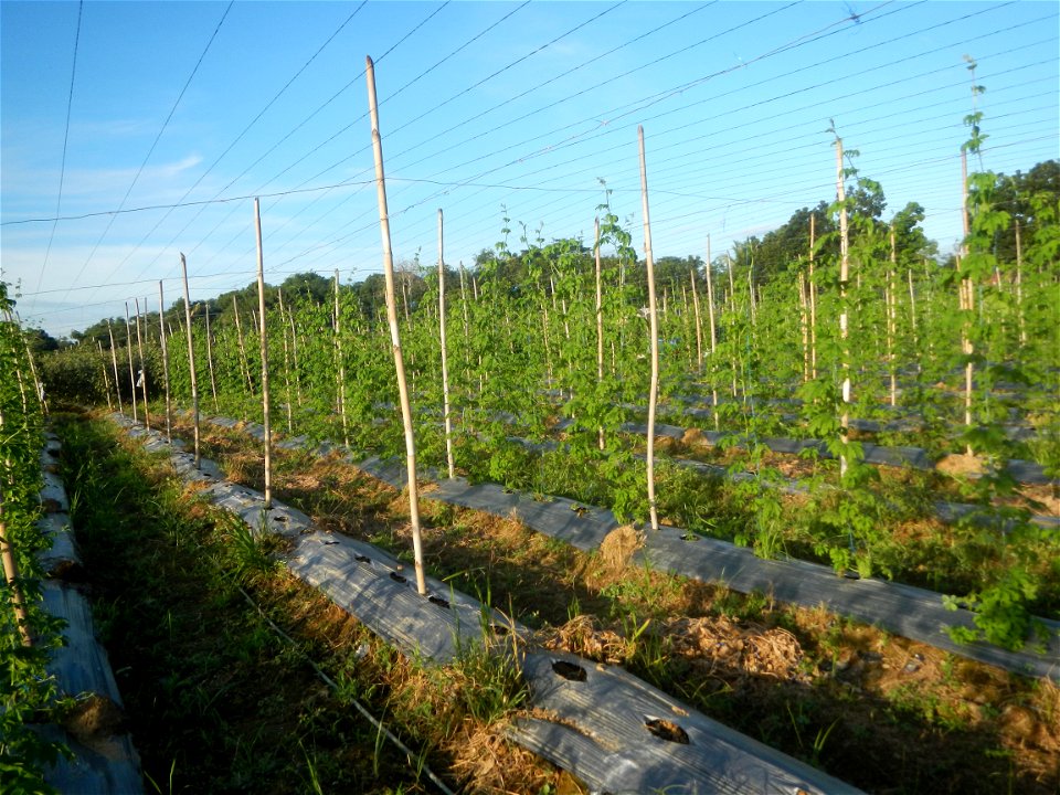 Momordica charantia plantations in Diliman II, San Rafael, Bulacan Flood control and River walls-Slope Protection (Diliman II, San Rafael, Bulacan) Grasslands, paddy and vegetable fields in Diliman I 