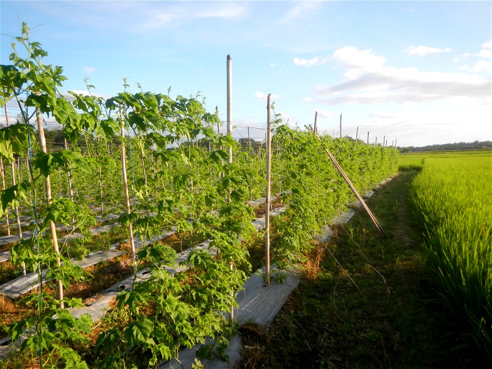 Momordica charantia plantations in Diliman II, San Rafael, Bulacan Flood control and River walls-Slope Protection (Diliman II, San Rafael, Bulacan) Grasslands, paddy and vegetable fields in Diliman I 