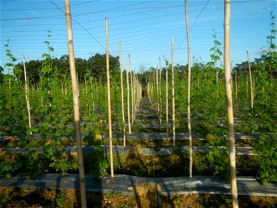 Momordica charantia plantations in Diliman II, San Rafael, Bulacan Flood control and River walls-Slope Protection (Diliman II, San Rafael, Bulacan) Grasslands, paddy and vegetable fields in Diliman I 