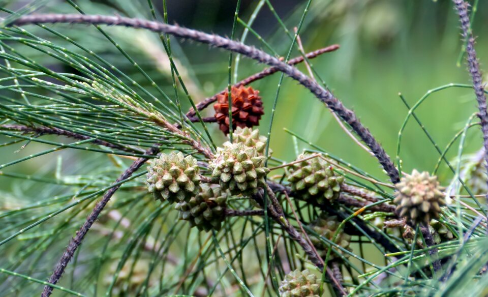 Natural growth green