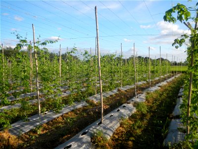 Momordica charantia plantations in Diliman II, San Rafael, Bulacan Flood control and River walls-Slope Protection (Diliman II, San Rafael, Bulacan) Grasslands, paddy and vegetable fields in Diliman I 
