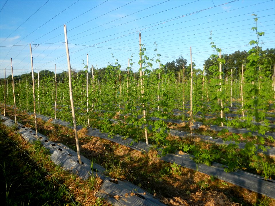 Momordica charantia plantations in Diliman II, San Rafael, Bulacan Flood control and River walls-Slope Protection (Diliman II, San Rafael, Bulacan) Grasslands, paddy and vegetable fields in Diliman I 