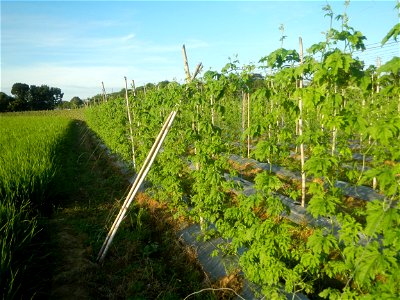 Momordica charantia plantations in Diliman II, San Rafael, Bulacan Flood control and River walls-Slope Protection (Diliman II, San Rafael, Bulacan) Grasslands, paddy and vegetable fields in Diliman I 