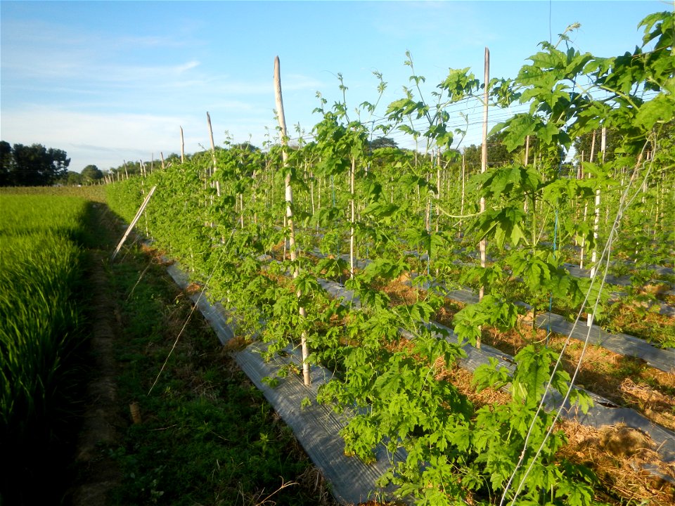 Momordica charantia plantations in Diliman II, San Rafael, Bulacan Flood control and River walls-Slope Protection (Diliman II, San Rafael, Bulacan) Grasslands, paddy and vegetable fields in Diliman I 
