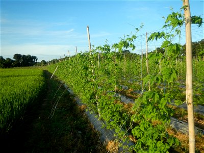 Momordica charantia plantations in Diliman II, San Rafael, Bulacan Flood control and River walls-Slope Protection (Diliman II, San Rafael, Bulacan) Grasslands, paddy and vegetable fields in Diliman I 
